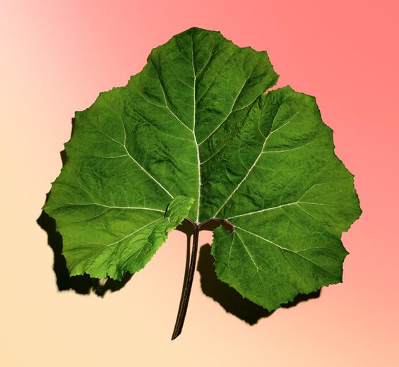 Pestwurz-Bio-Pestwurz-Extrakt-Petasites hybridus leaf extract