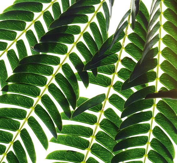 Albizia-Extrait d'albizia-Albizia julibrissin bark extract