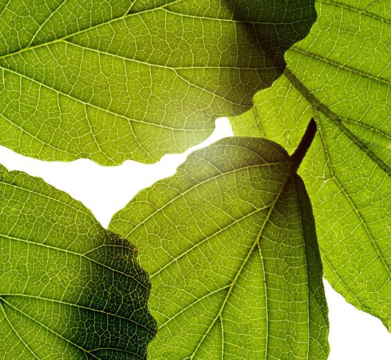 Hamamelis-Hamamelis-Extrakt-Hamamelis virginiana (witch hazel) leaf extract