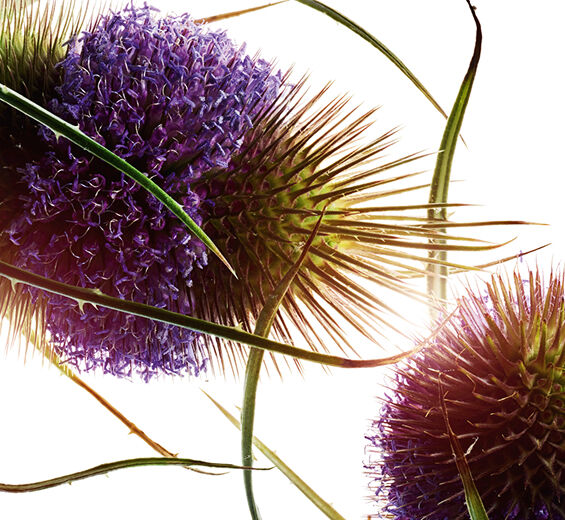 Cardère-Extrait de cardère-Dipsacus sylvestris extract