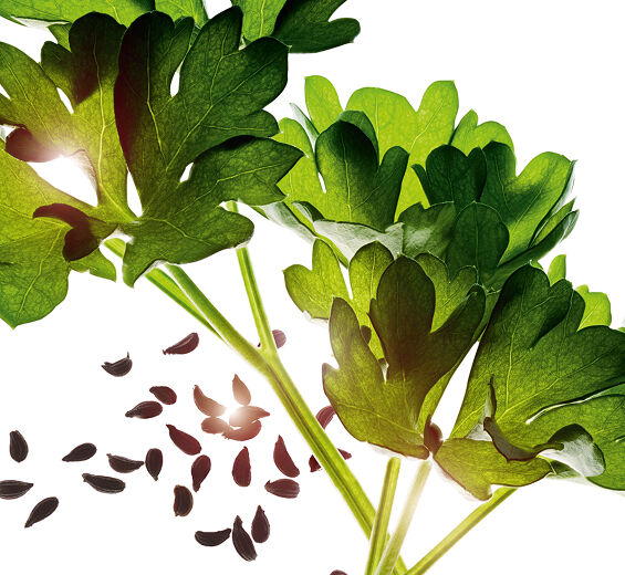 Persil-Huile essentielle de persil-Carum petroselinum (parsley) seed oil