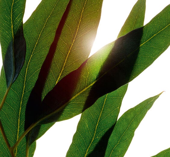 Eukalyptus-Ätherisches Bio-Eukalyptusöl-Eucalyptus globulus leaf oil