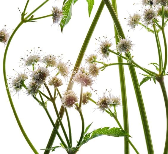 Wald-Sanikel-Bio- Wald-Sanikel-Extrakt-Sanicula europaea extract