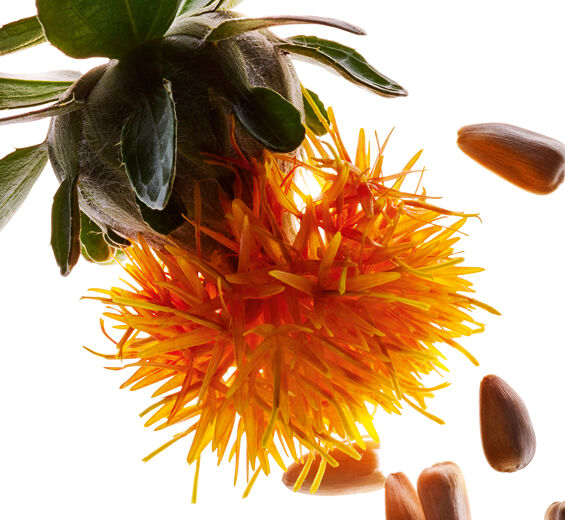 Färberdistel-Färberdistel-Extrakt-Carthamus tinctorius (safflower) seedcake extract