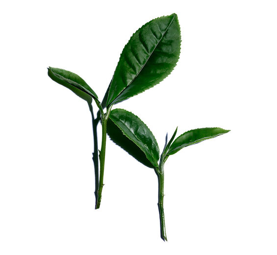 Matcha Tee-Weisstee-Extrakt-Camellia sinensis leaf extract