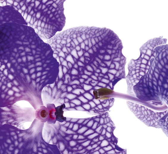Blaue Orchidee-Extrakt der Blauen Orchidee-Orchid extract,vanda coerulea extract