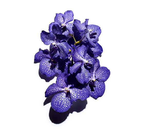 Blaue Orchidee-Extrakt der Blauen Orchidee-Orchid extract,vanda coerulea extract