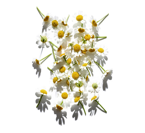 Camomille romaine-Huile essentielle de camomille romaine-Anthemis nobilis flower oil