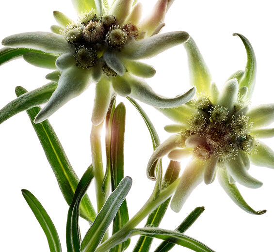 Edelweiss-Extrait d’edelweiss bio-Leontopodium alpinum extract