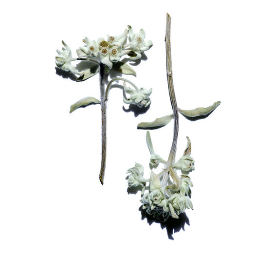 Edelweiss-Extrait d’edelweiss bio-Leontopodium alpinum extract