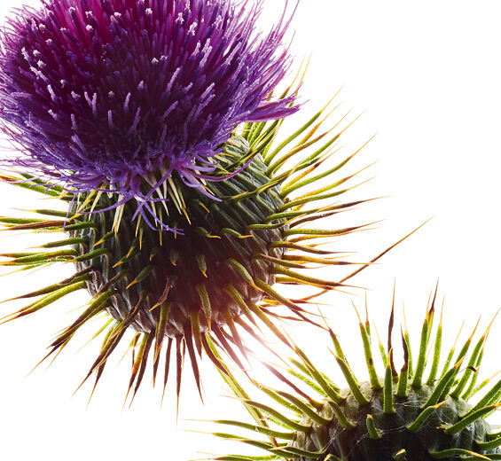 Mariendistel-Bio-Mariendistelöl-Silybum marianum seed oil