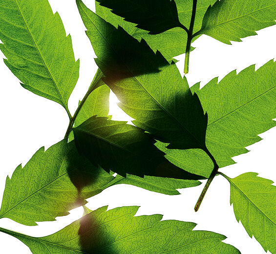 Bidens pilosa-Biologischer Bidens pilosa-Extrakt-Bidens Pilosa Extract