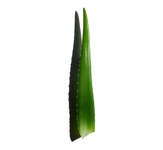 Aloe vera-Aloe-vera-Extrakt-Aloe barbadensis leaf juice,aloe barbadensis leaf juice powder