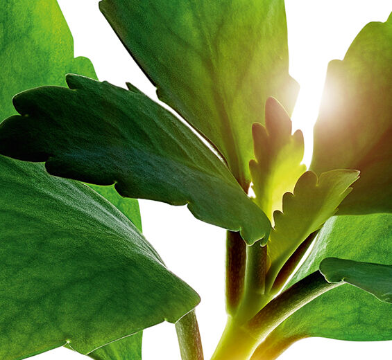 Goethe-Pflanze-Extrakt aus der Bio-Goethe-Pflanze-Kalanchoe pinnata leaf extract