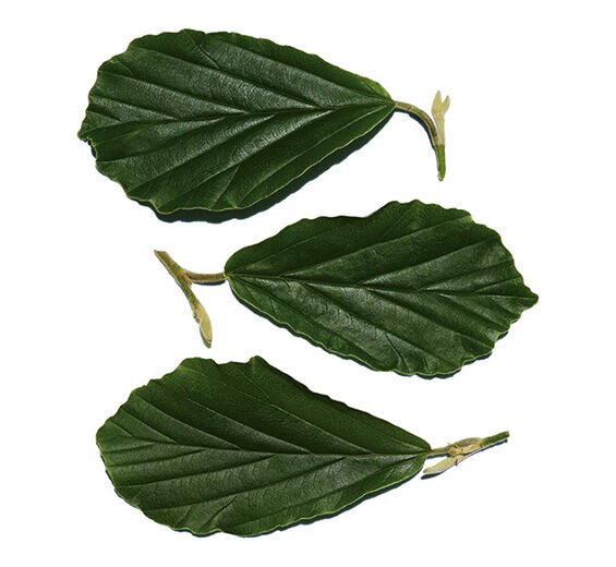 Hamamelis-Hamamelis-Extrakt-Hamamelis virginiana (witch hazel) leaf extract