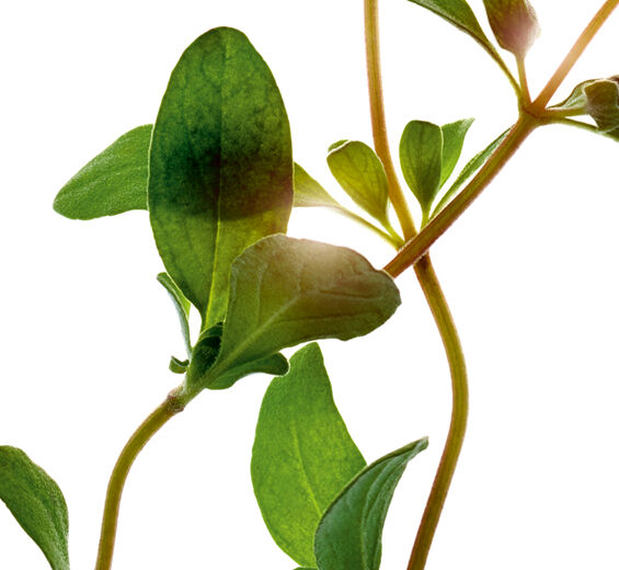 Majoran-Ätherisches Majoranöl-Origanum majorana leaf oil