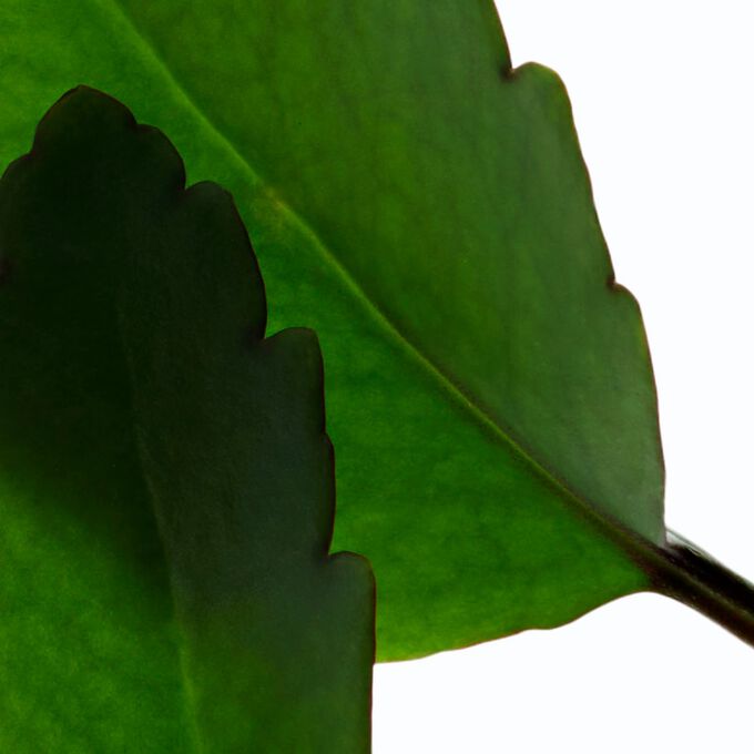 Fresh Scrub - Erfrischendes Creme-Peeling für das Gesicht