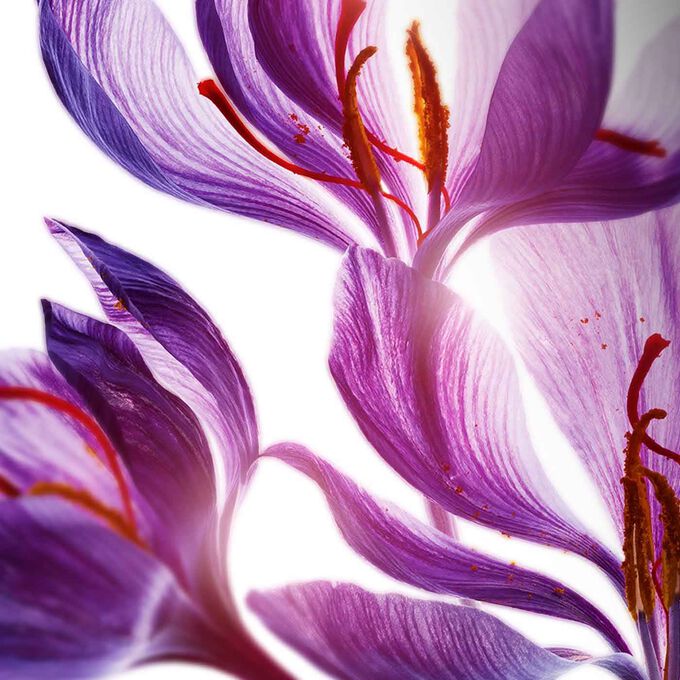 Lotion Tonique Purifiante - Klärende Gesichtslotion für Misch- bis ölige Haut