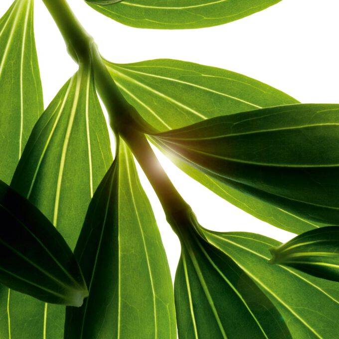 Bain aux Plantes Tonic - Pflanzenbad Tonic