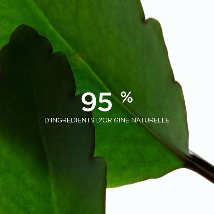 Gros plan sur deux kalanchoés pour illustrer que 95 % des ingrédients du Fresh Scrub de Clarins sont d’origine naturelle.