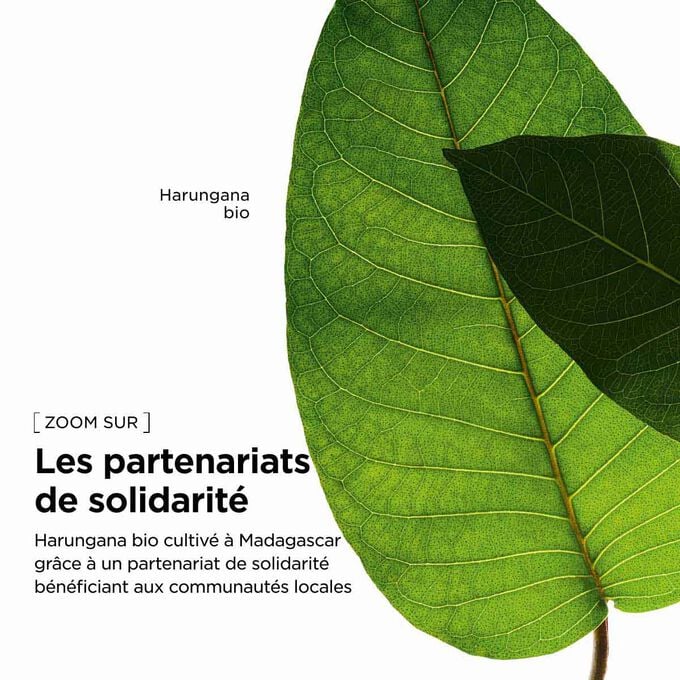 Approvisionnement responsable de Clarins en extrait d&rsquo;harungana bio pour notre lotion visage &eacute;nergisante afin de soutenir les communaut&eacute;s locales.