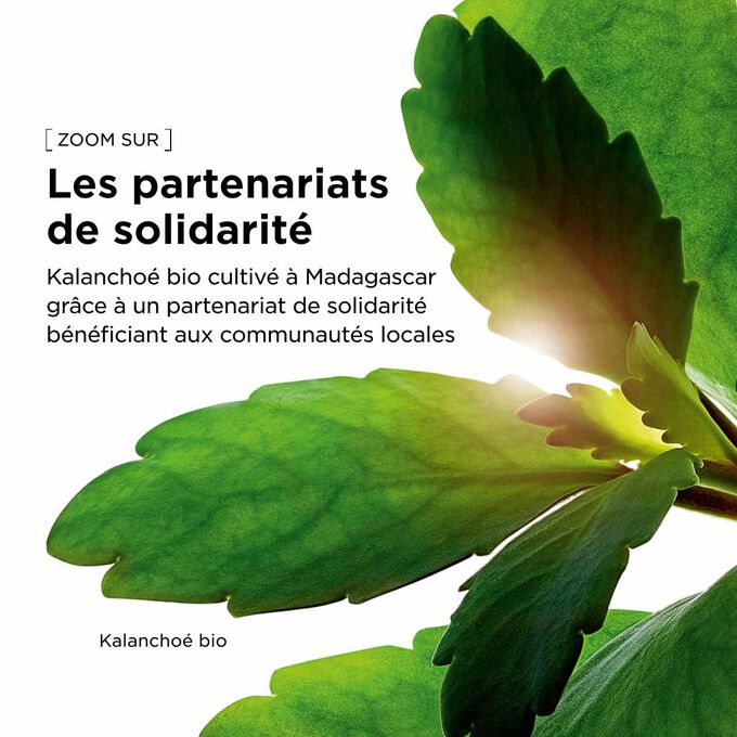 Extrait de kalancho&eacute; bio cultiv&eacute; dans le domaine Clarins en utilisant l&rsquo;agriculture r&eacute;g&eacute;n&eacute;ratrice pour notre gel hydratant pour le visage.