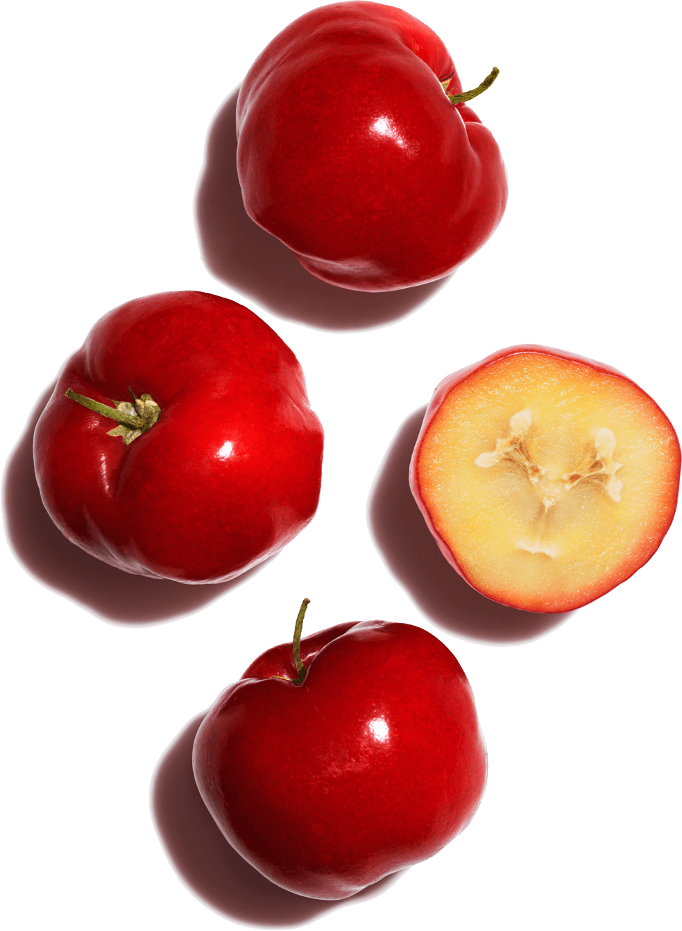 Acerola-Samen