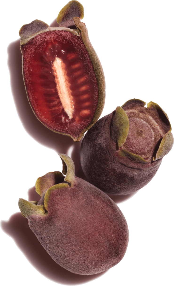 Rhodomyrtus tomentosa