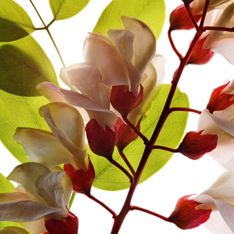 Robinier-Eau de fleur de robinier-Robinia pseudoacacia flower extract