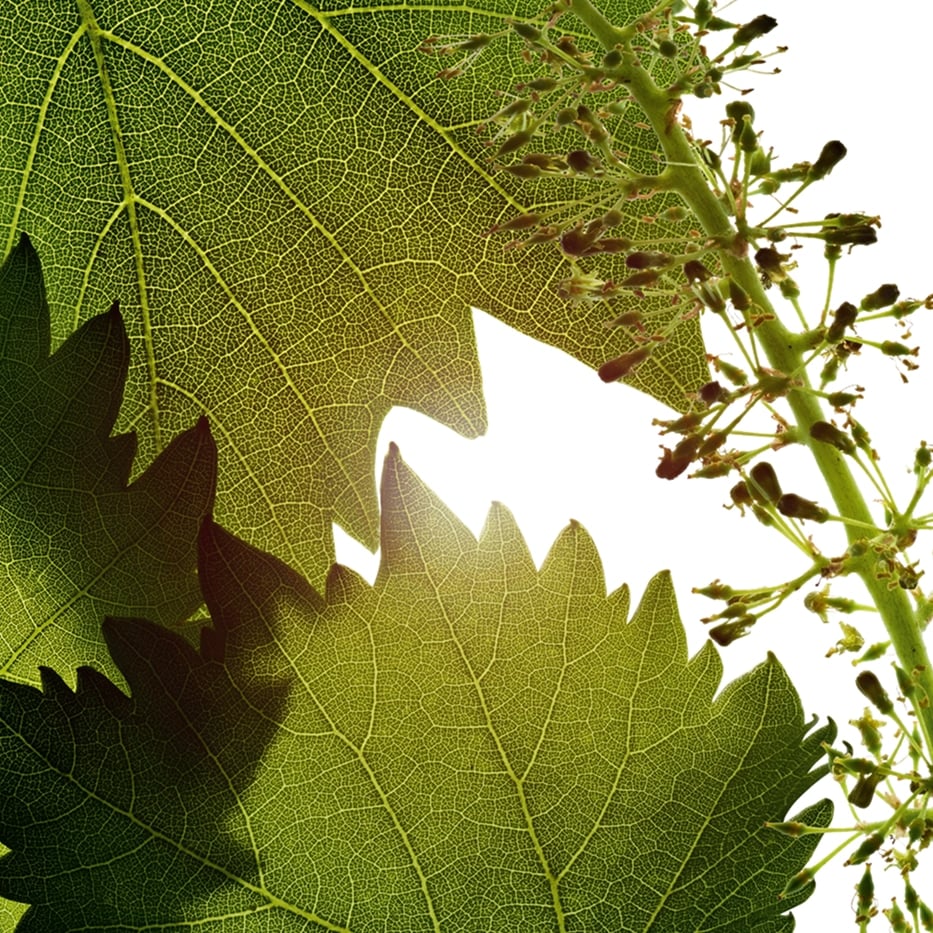 Wein-Weinblüten-Zell-Extrakt-Vitis vinifera (grape) flower cell extract