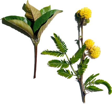 Haronga und Akazien-Blüte
