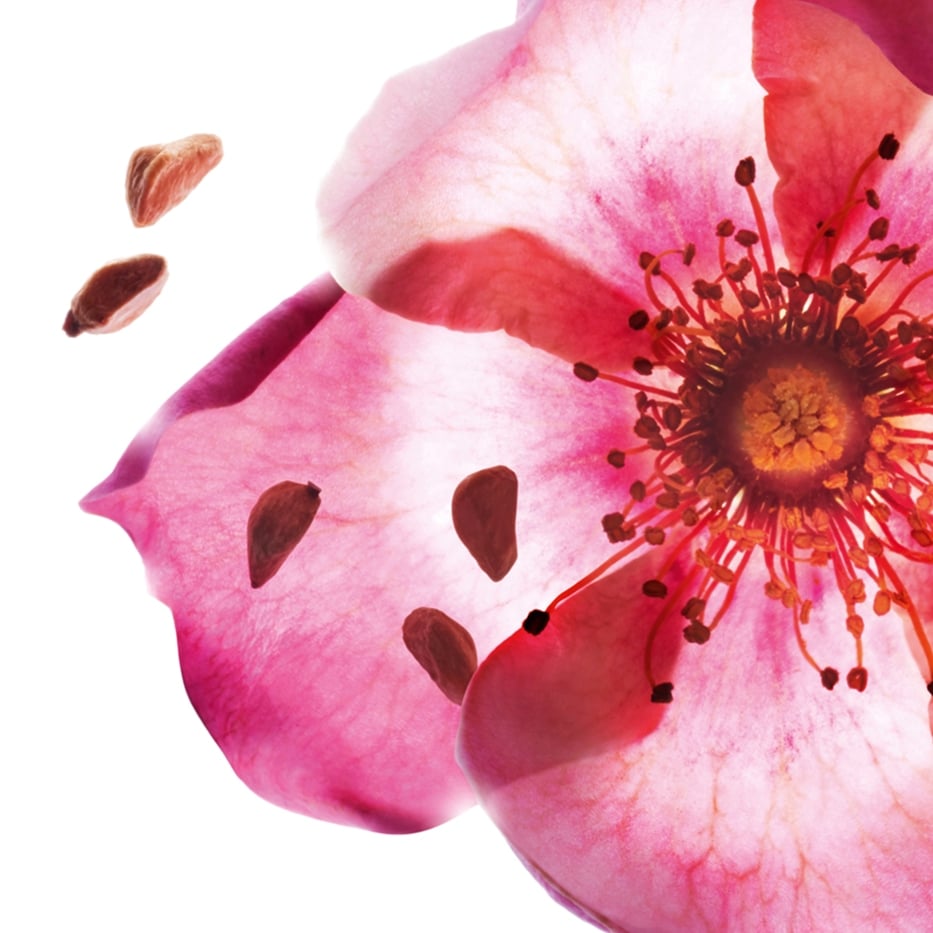 Wein-Rose-Öl der Bio-Wein-Rose-Rosa rubiginosa seed oil