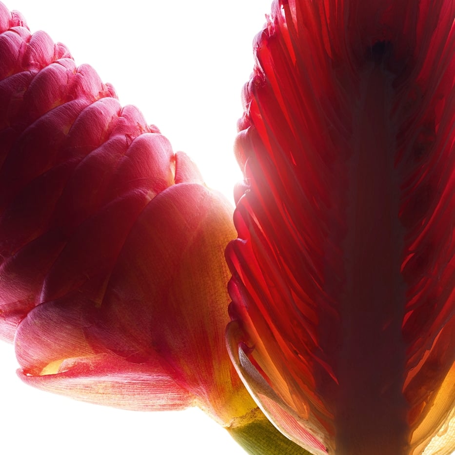 Awapuhi-Ingwer-Extrakt aus Awapuhi-Ingwer-Zingiber zerumbet extract