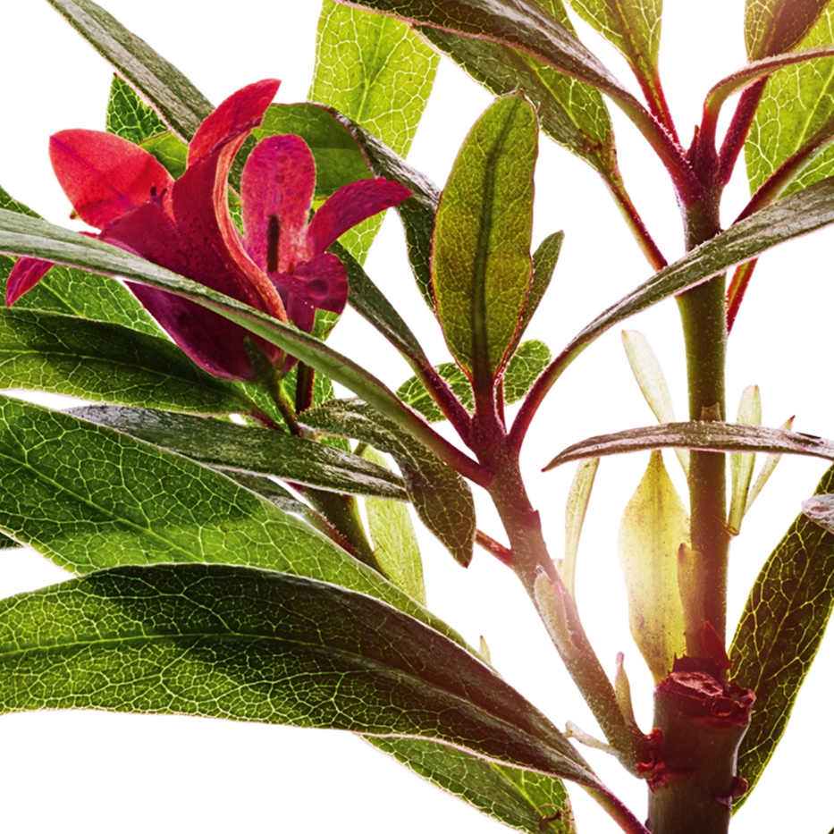 Rose des Alpes-Extrait de rose des alpes-Rhododendron ferrugineum extract