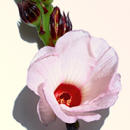 Visuel hibiscus
