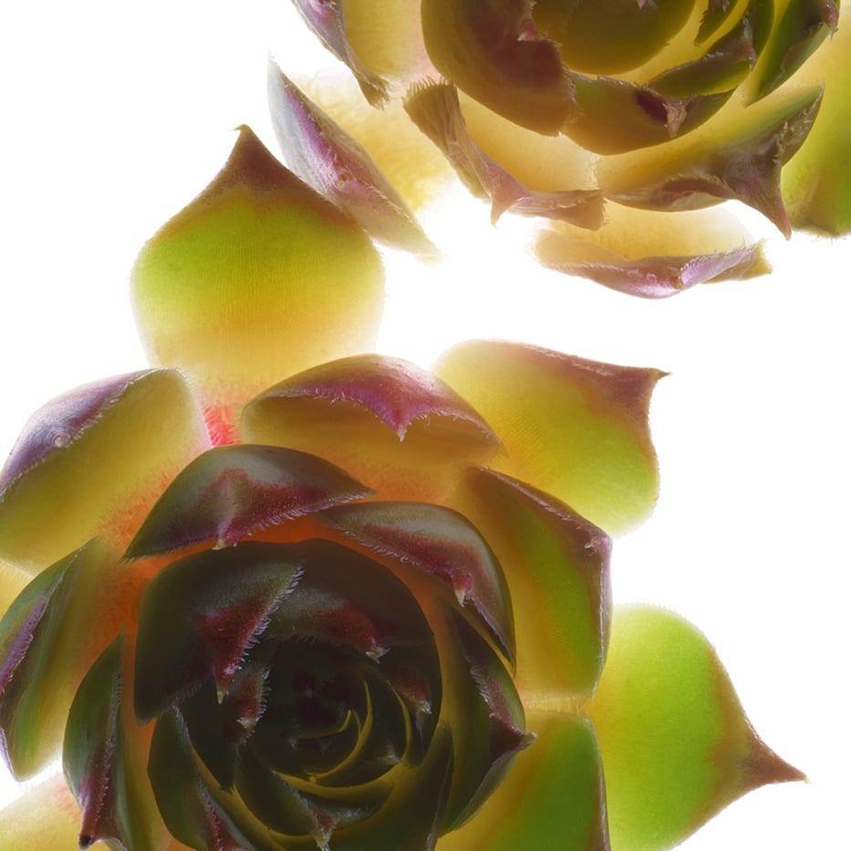 Joubarbe-Extrait de joubarbe bio-Sempervivum tectorum extract