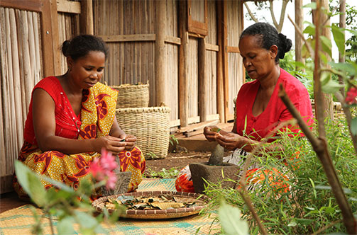 Comment l’extrait d’Harungana bio de Madagascar agit contre la perte de densité ?