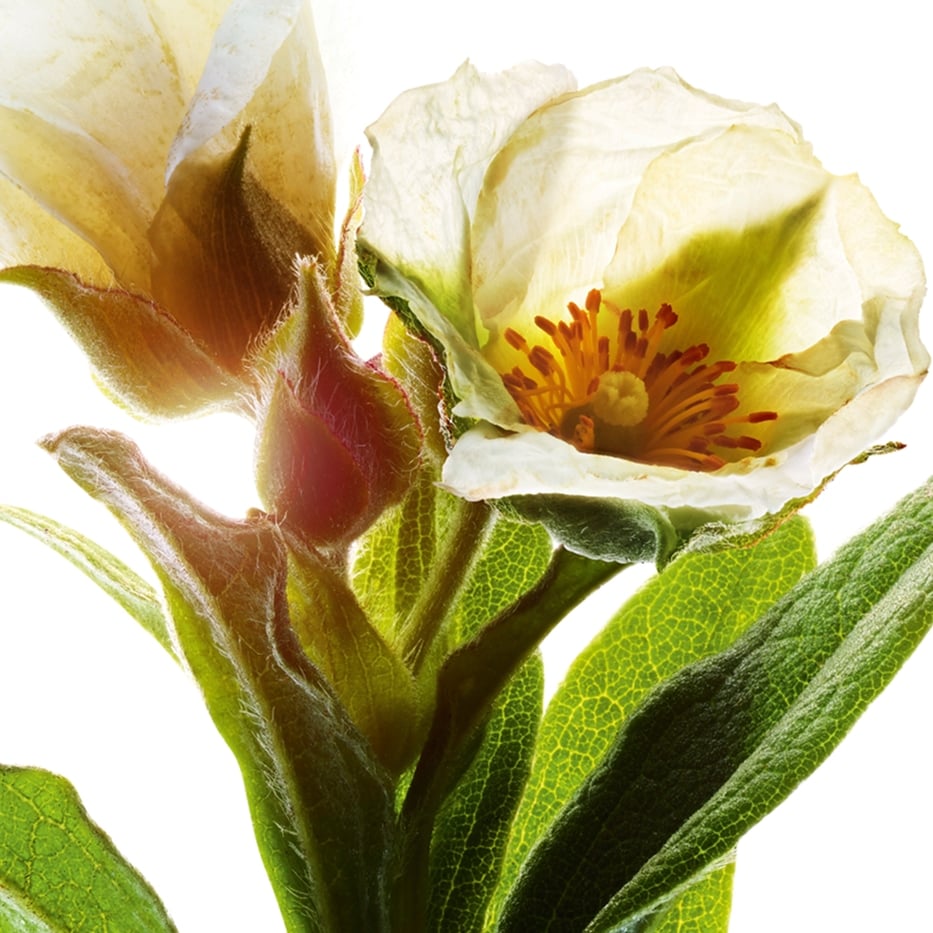 Montpellier-Zistrose-Extrakt aus Bio-Montpellier-Zistrose-Cistus monspeliensis extract