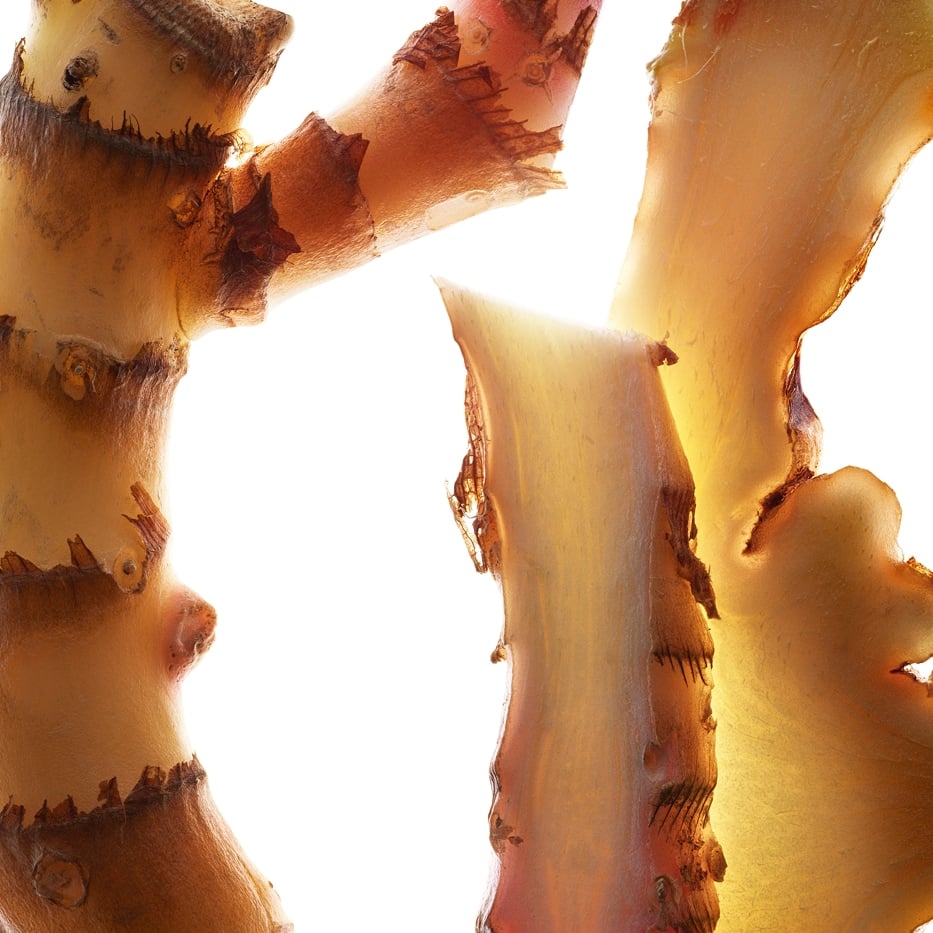 Schmetterlingslilie-Extrakt der Schmetterlingslilie (Pflanze aus biologischem Anbau)-Hedychium coronarium root extract