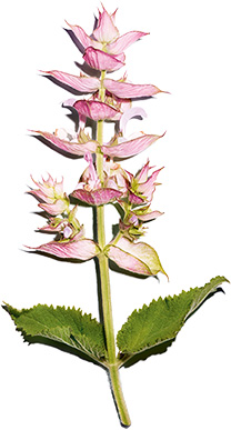 Salbei