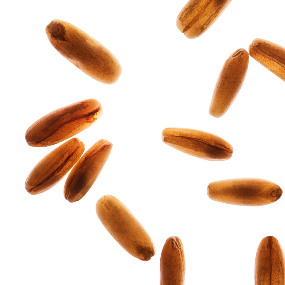 Avoine-Sucres d’avoine bio-Avena sativa (oat) kernel extract