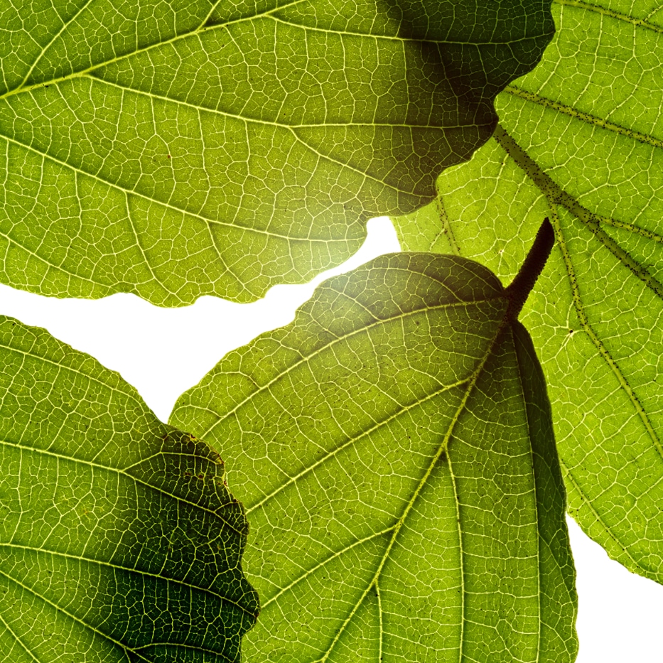 Hamamelis-Hamamelis-Extrakt-Hamamelis virginiana (witch hazel) leaf extract