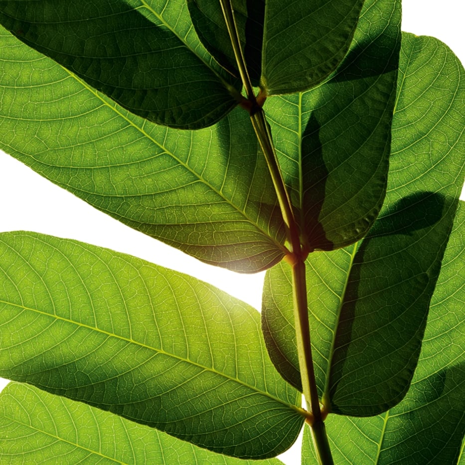 Sennespflanze-Sennespflanzen-Extrakt-Cassia alata leaf extract