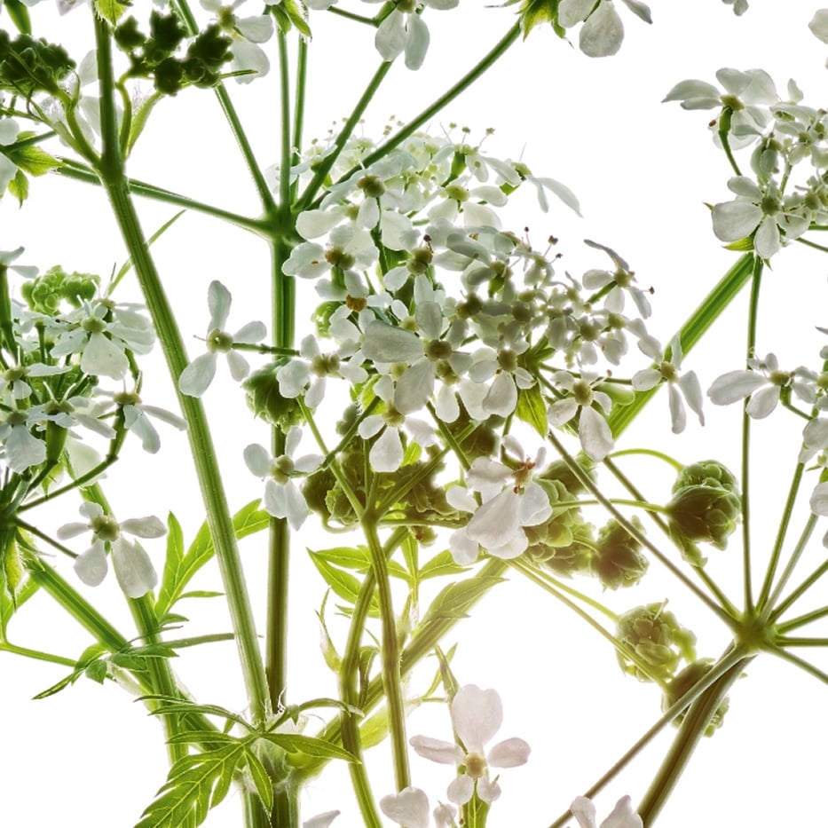 Wiesen-Kerbel-Extrakt aus Bio-Wiesen-Kerbel-Anthriscus sylvestris extract