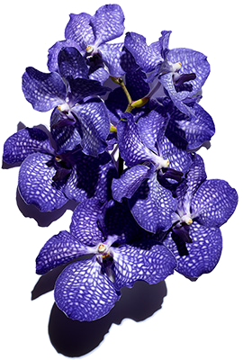 Aktivstoff Blaue Orchidee