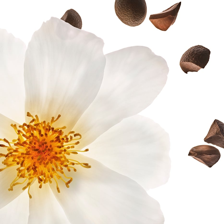 Kamelie-Bio-Kamelienöl-Camellia oleifera seed oil