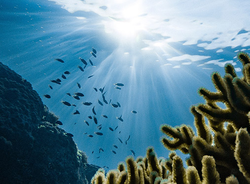 Engagé pour la protection des océans