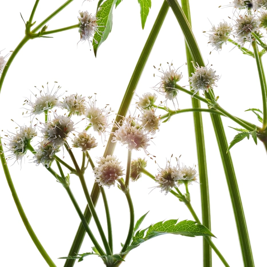 Wald-Sanikel-Bio- Wald-Sanikel-Extrakt-Sanicula europaea extract