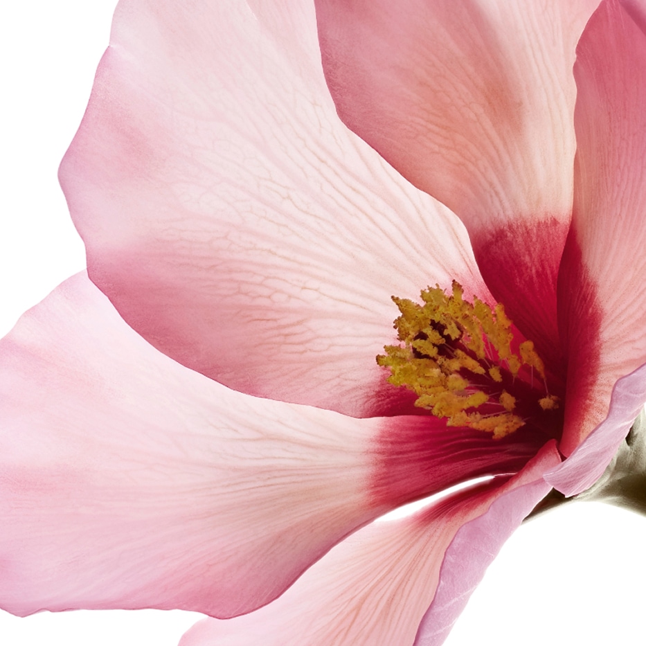 Hibiscus sabdariffa-Bl&uuml;tens&auml;uren des Hibiscus-sabdariffa-Hibiscus sabdariffa flower extract