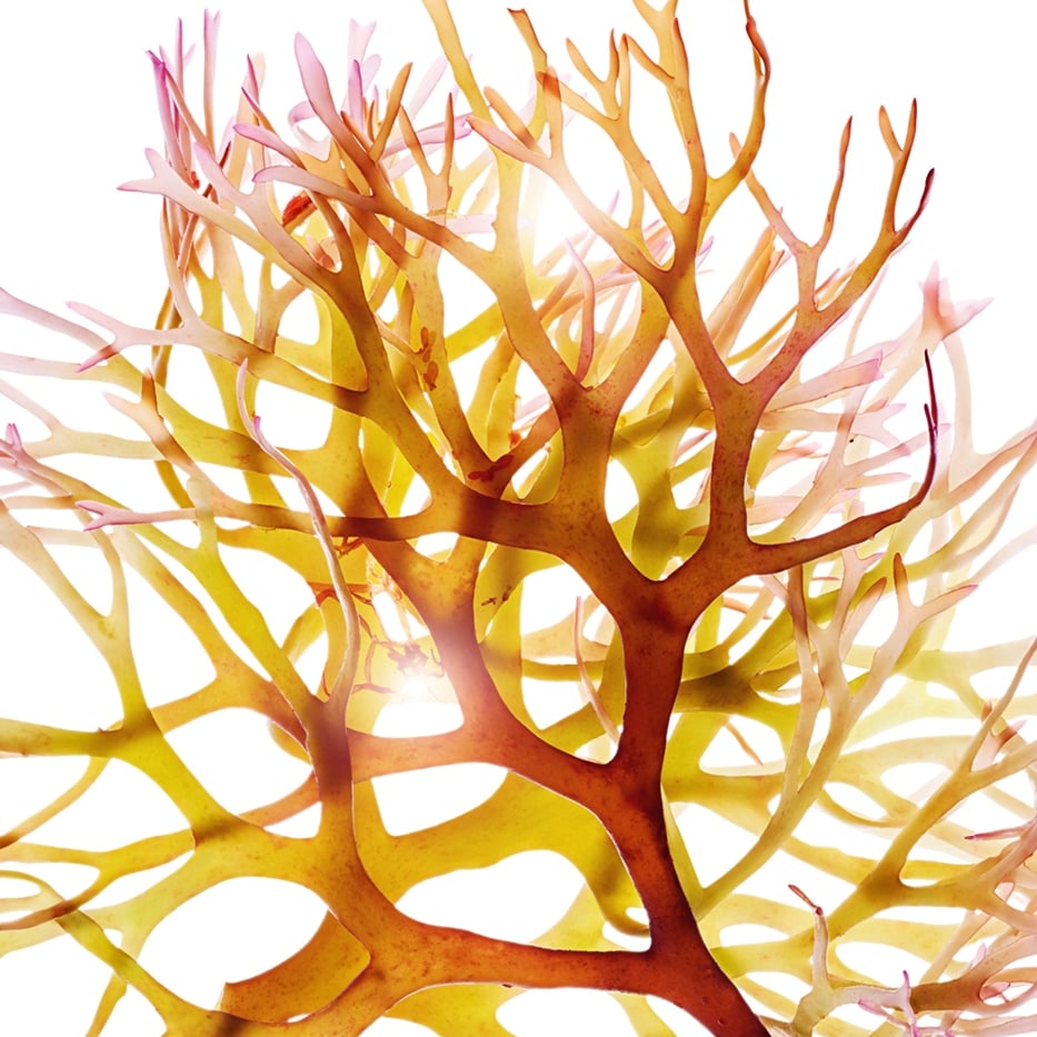 Knorpeltang-Knorpeltang-Extrakt-Chondrus crispus (carrageenan) extract